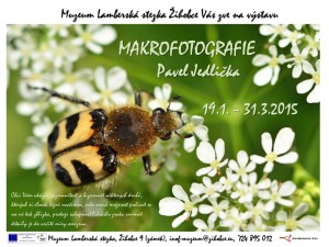 Makrofotografie_Jedlička